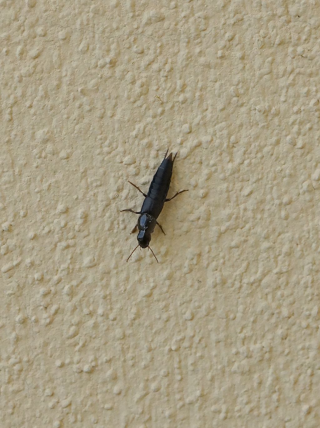 Staphylinidae: Quedius sp.
